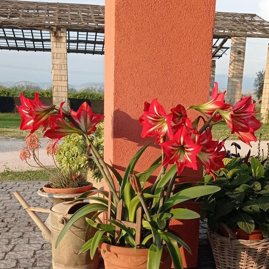 Il Casale Di Giulia Di Aprilia Bed & Breakfast Exterior photo